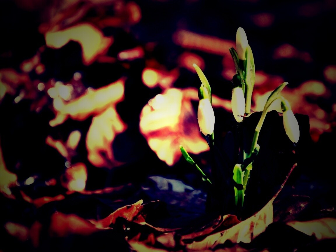 Первые весенние цветы обои