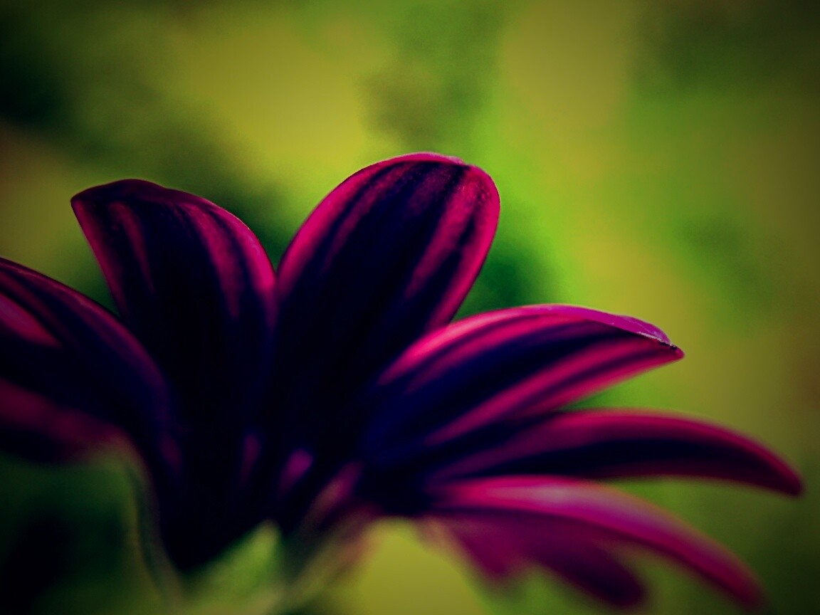 Макро фото цветка обои