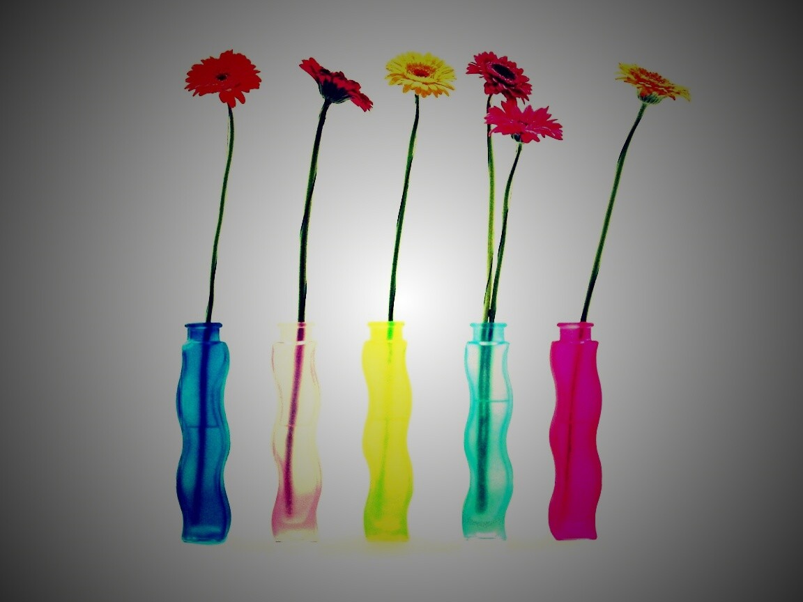 Герберы в изогнутых вазах обои