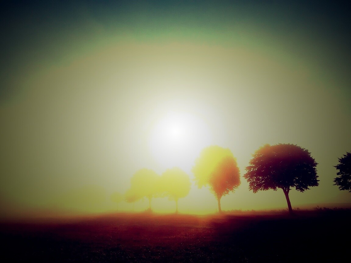 Деревья в поле обои