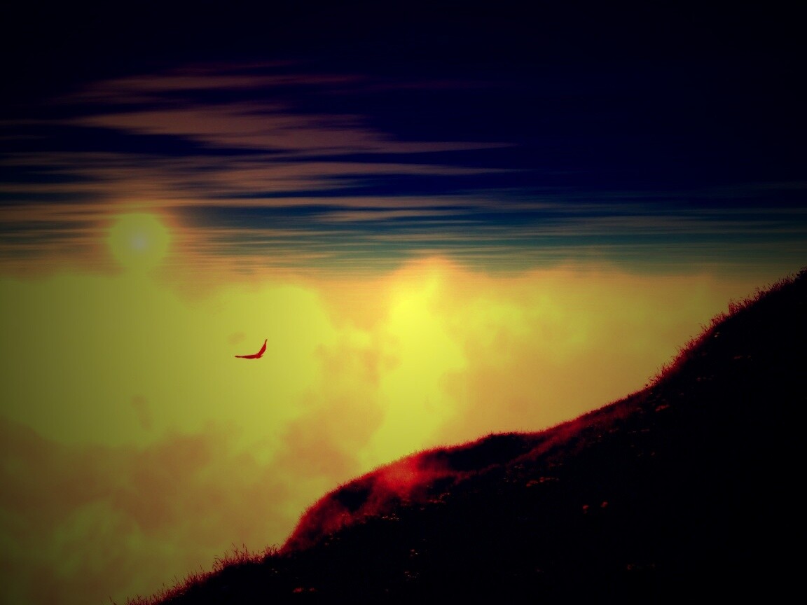 Птица парит над туманом обои