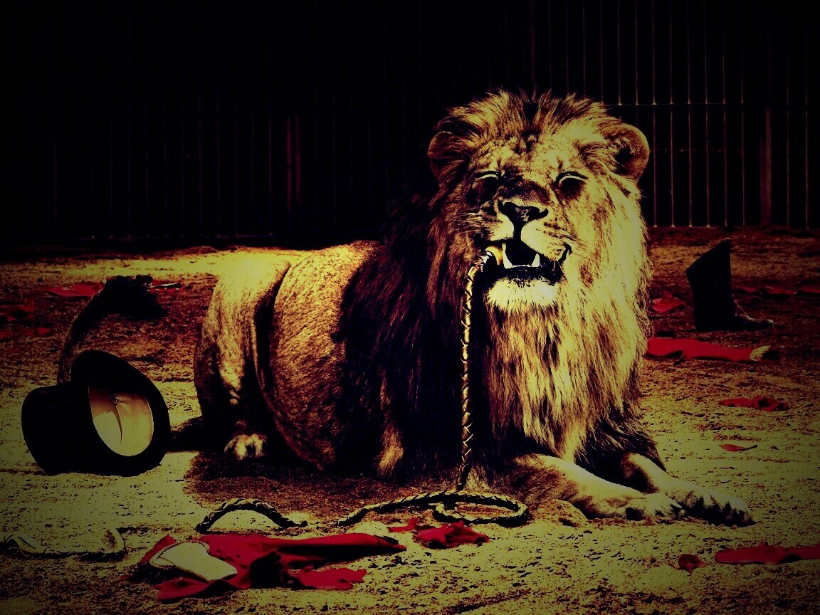 Лев обои