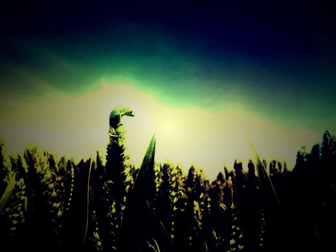 Маленький хамелеон на травинке обои