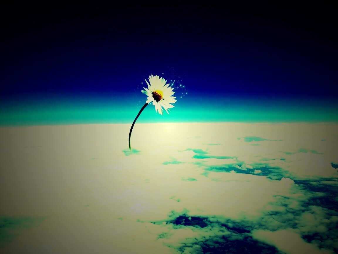 Ромашка в стратосфере обои