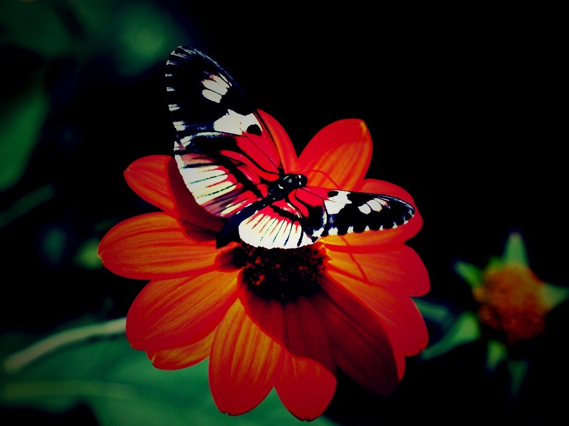 Бабочка на цветке обои