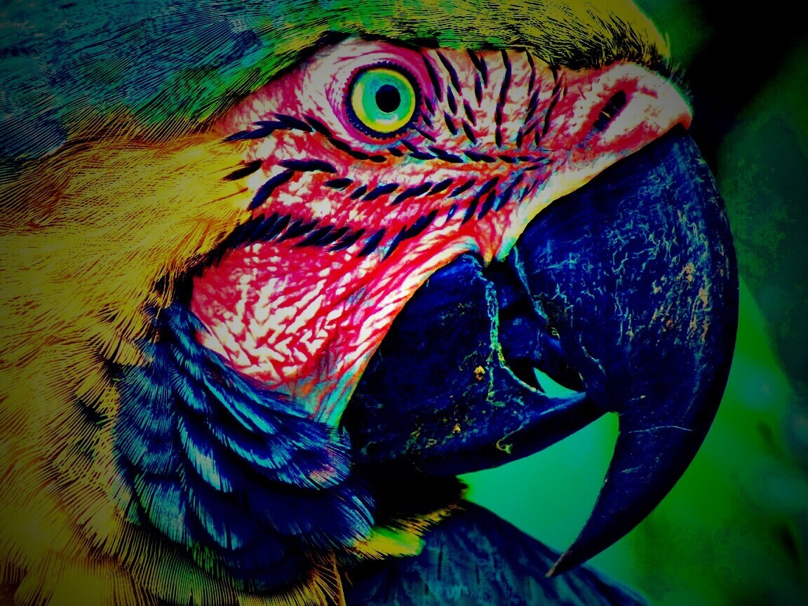 Попугай обои