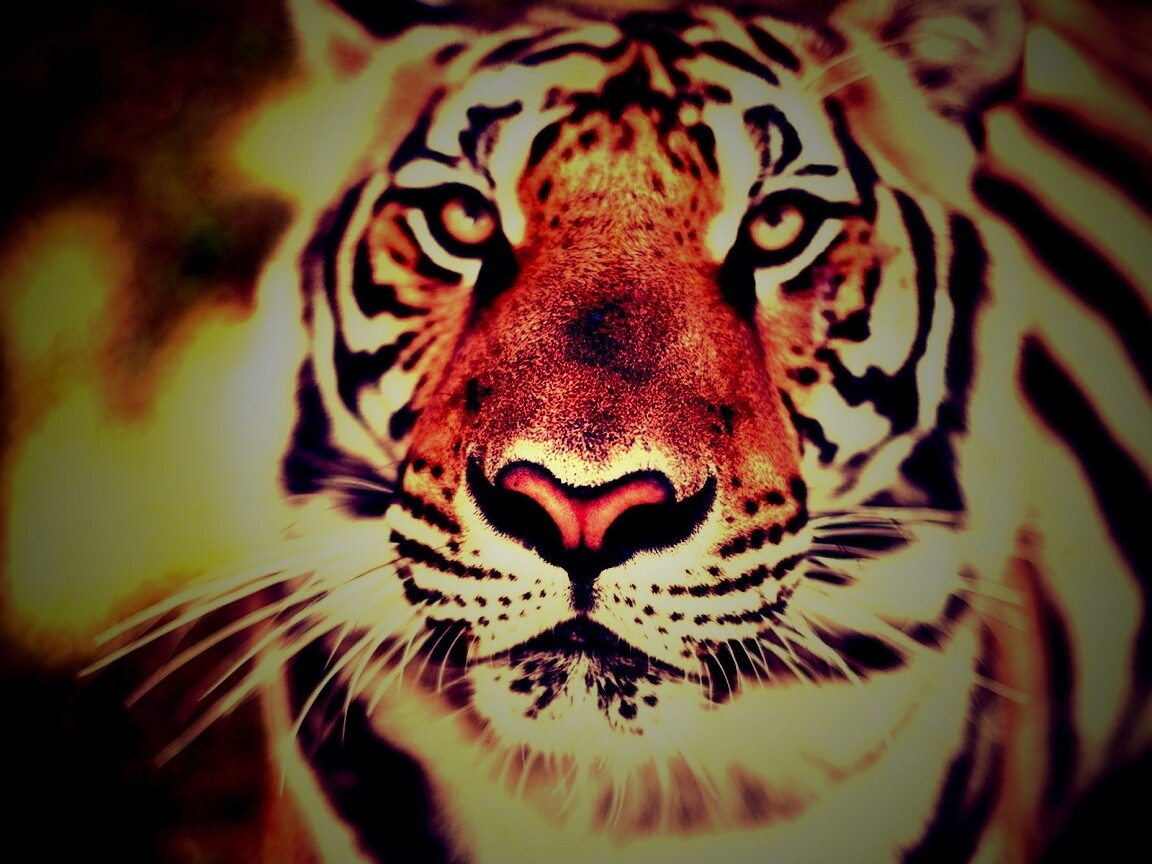 Красавец тигр обои