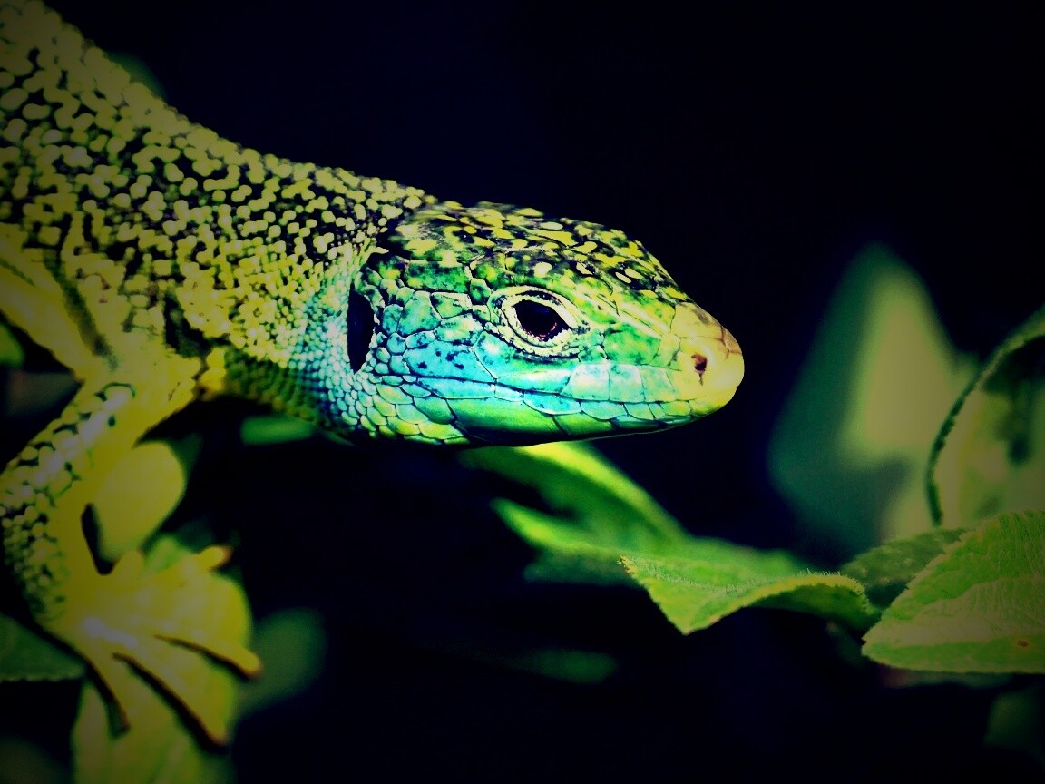 Ящерка на листьях обои