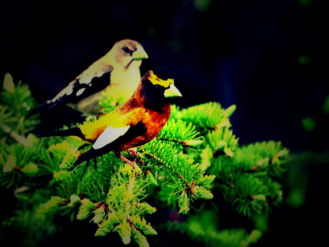 Птички с зелёными клювами обои