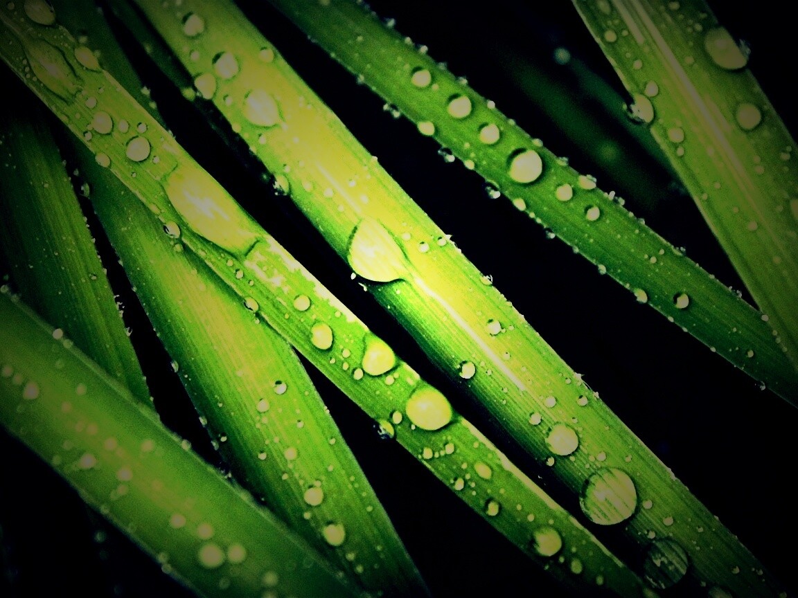 Капли на траве обои
