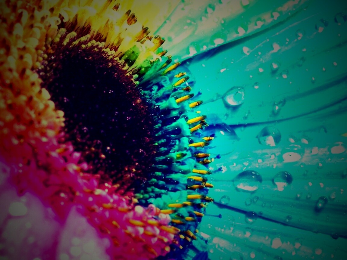 Цветик семицветик обои