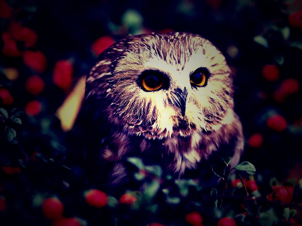 Маленькая сова в ягодах обои