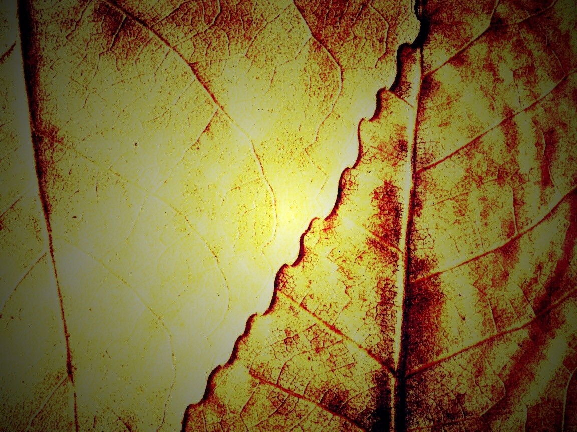 Текстура желтых увядших листьев обои