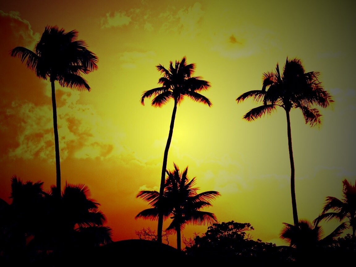 Пальмы на закате обои