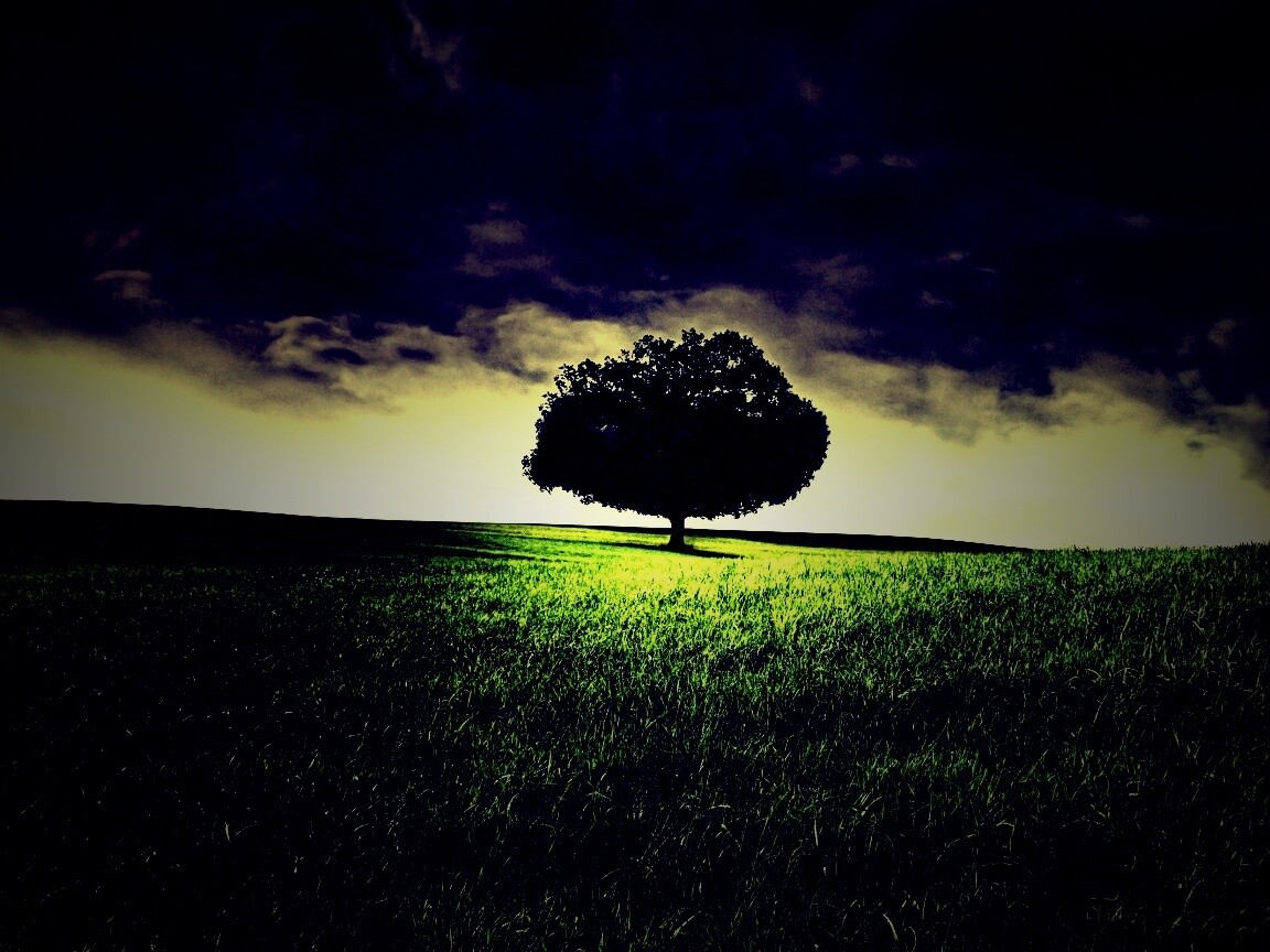 Одинокое дерево под грозовым небом обои