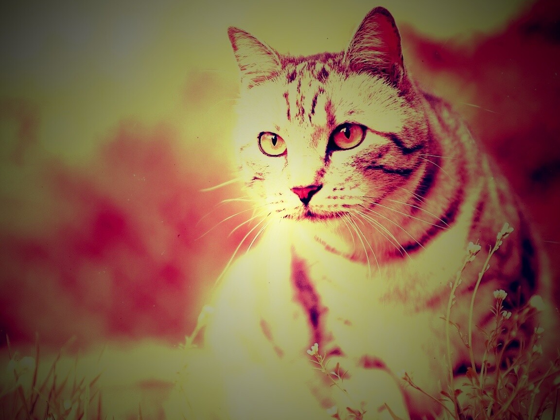 Кот в теплых тонах обои