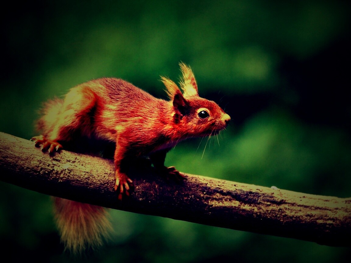 Белочка на ветке обои
