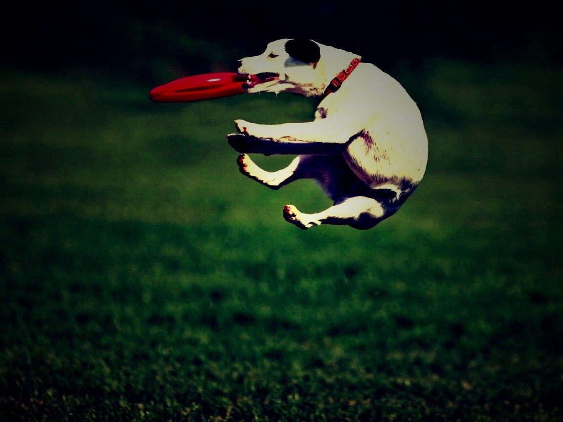 Ловкач обои