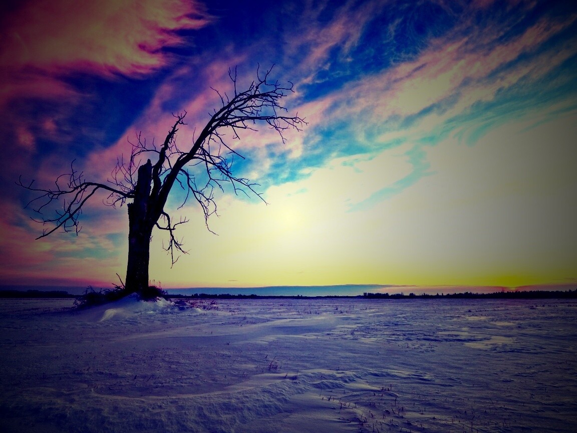 Сломанное дерево в снежной тундре обои