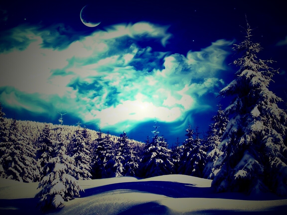 Зимний еловый лес обои