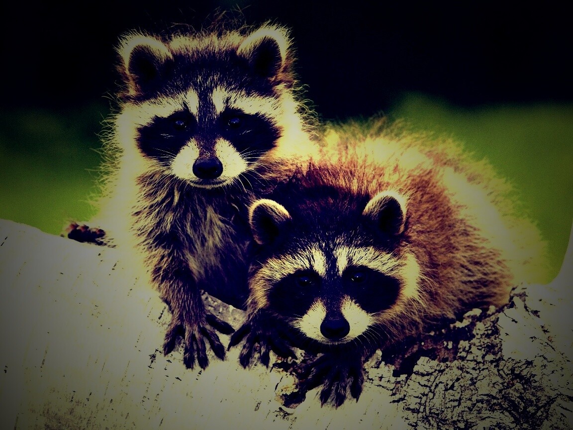 Полосатики обои