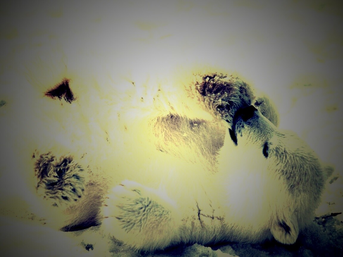 Мишка на севере обои