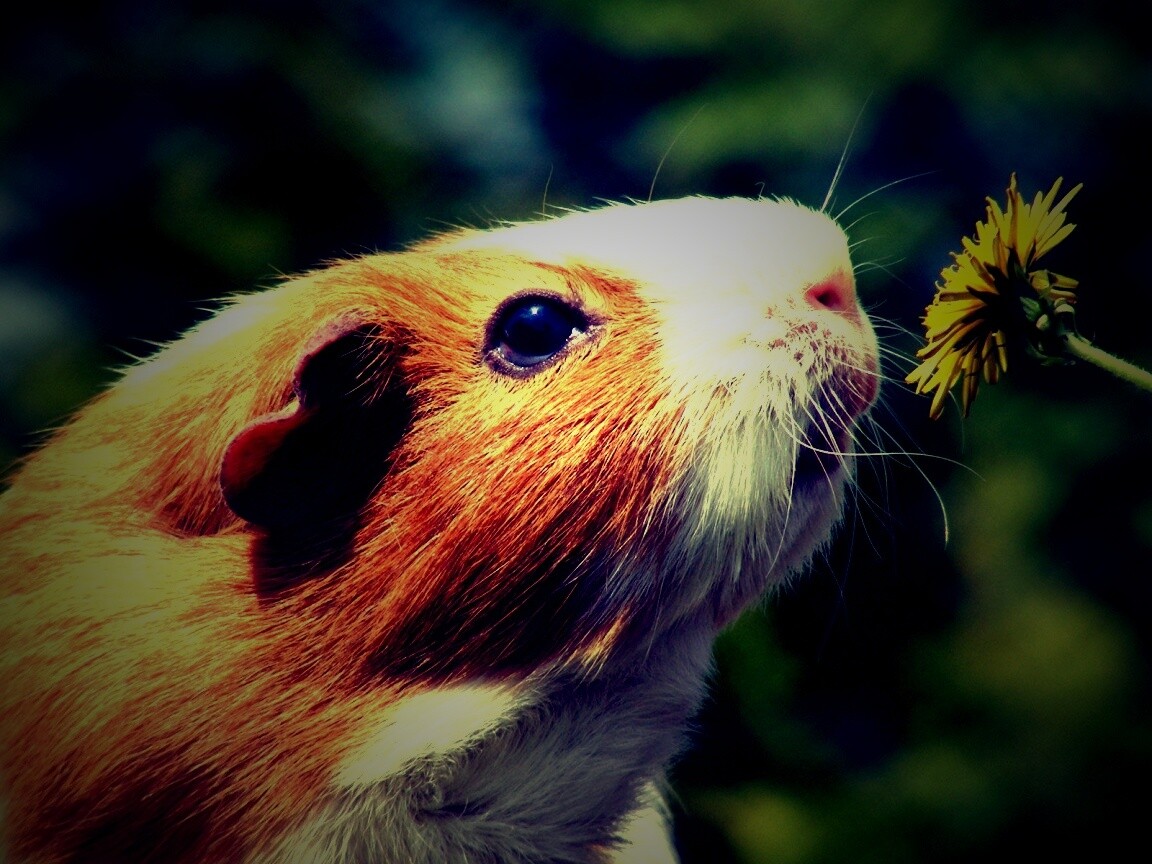 Морская свинка - романтик обои