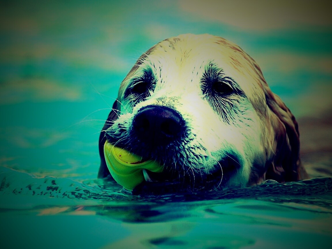 Пёс с игрушкой в зубах обои