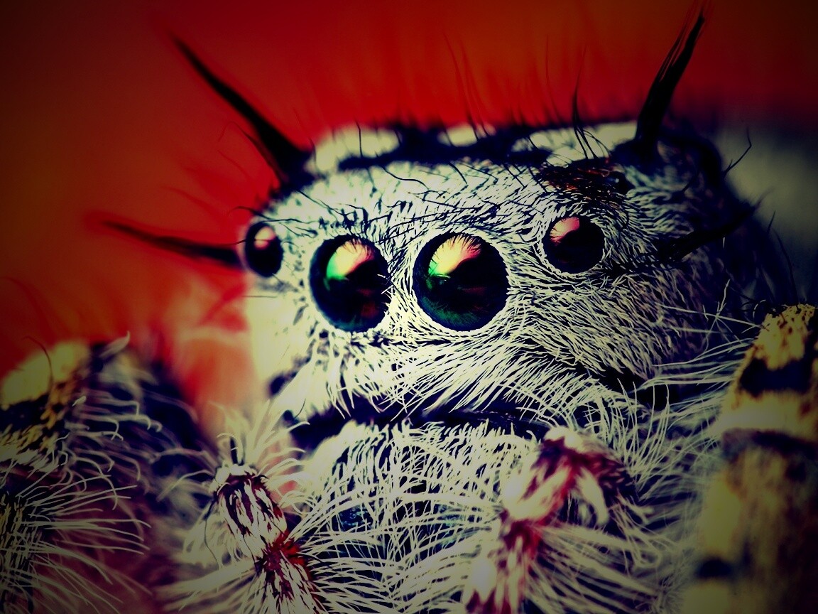 Паук в макро обои