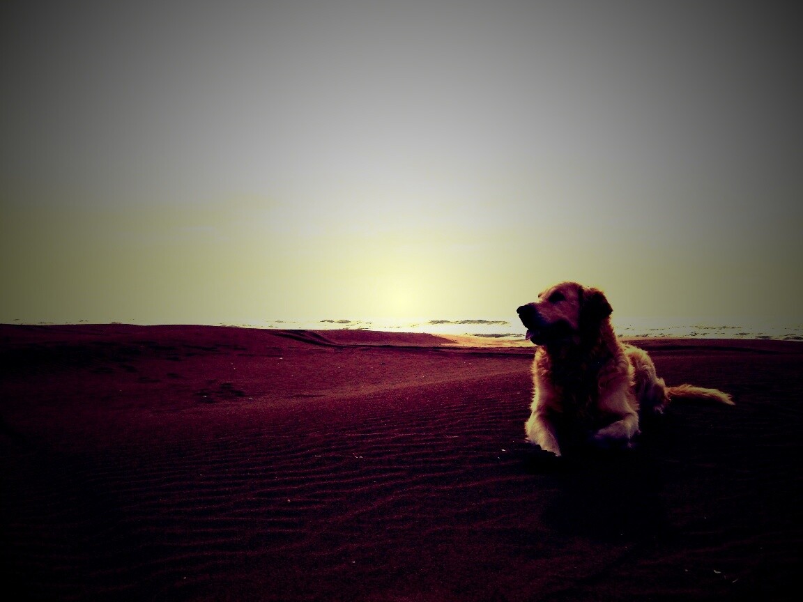 Красивая собака на оранжевом песке обои