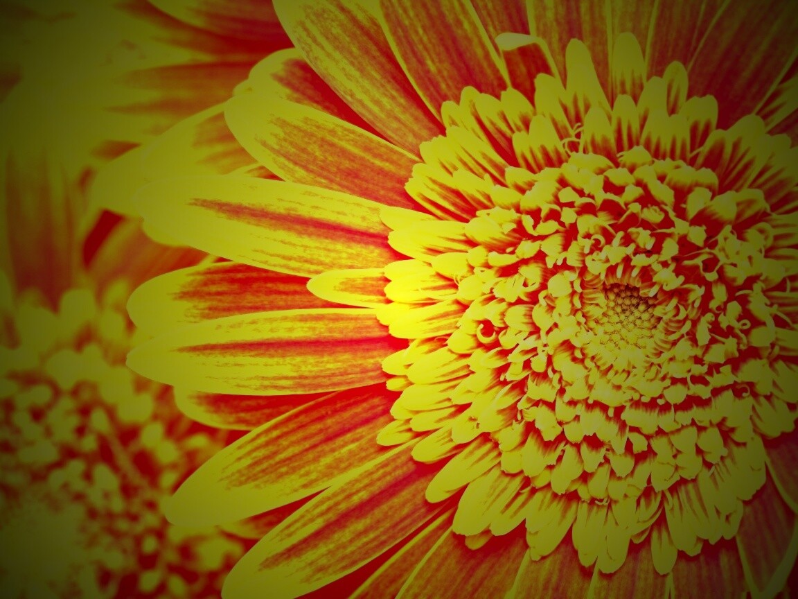 Большой оранжевый гербер обои