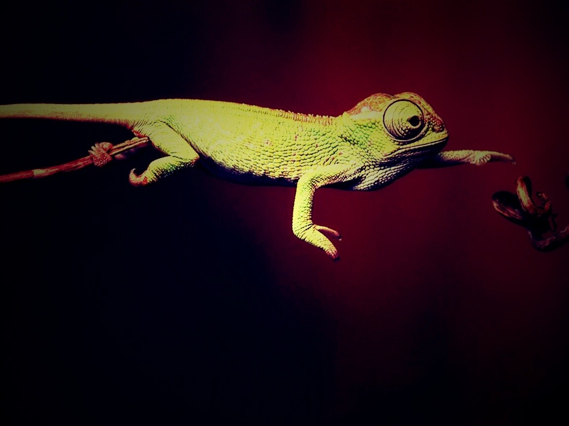 Ящерка тянется к ветке обои