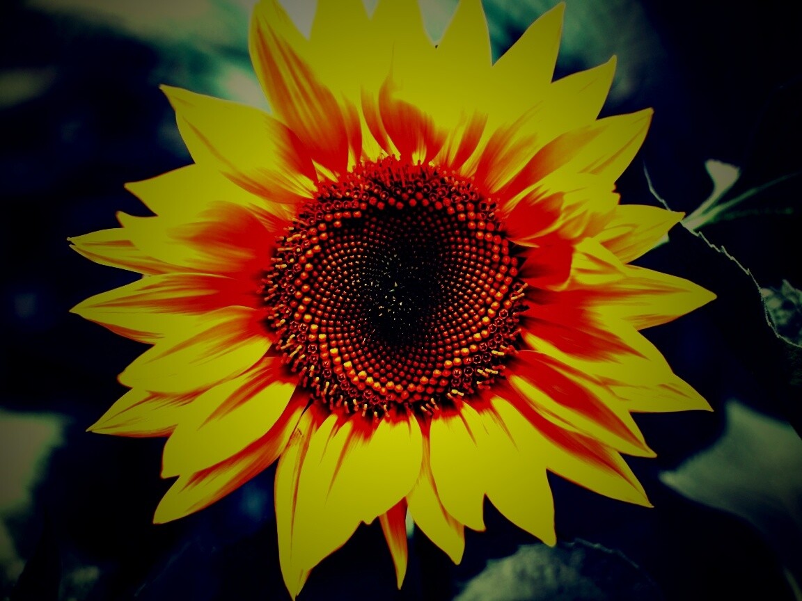 Подсолнух на поле обои