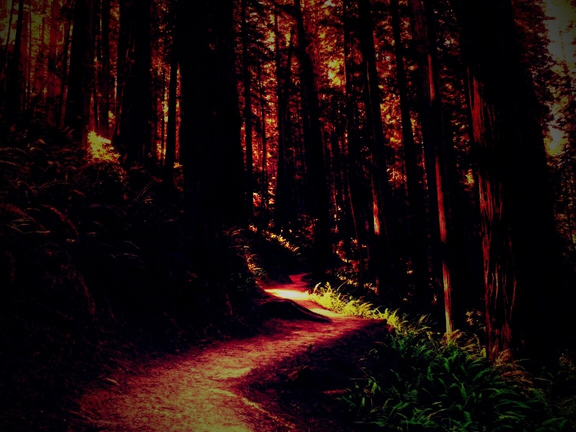 Лесной пейзаж обои