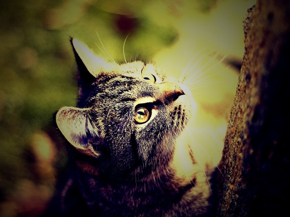 Кошак на дереве обои