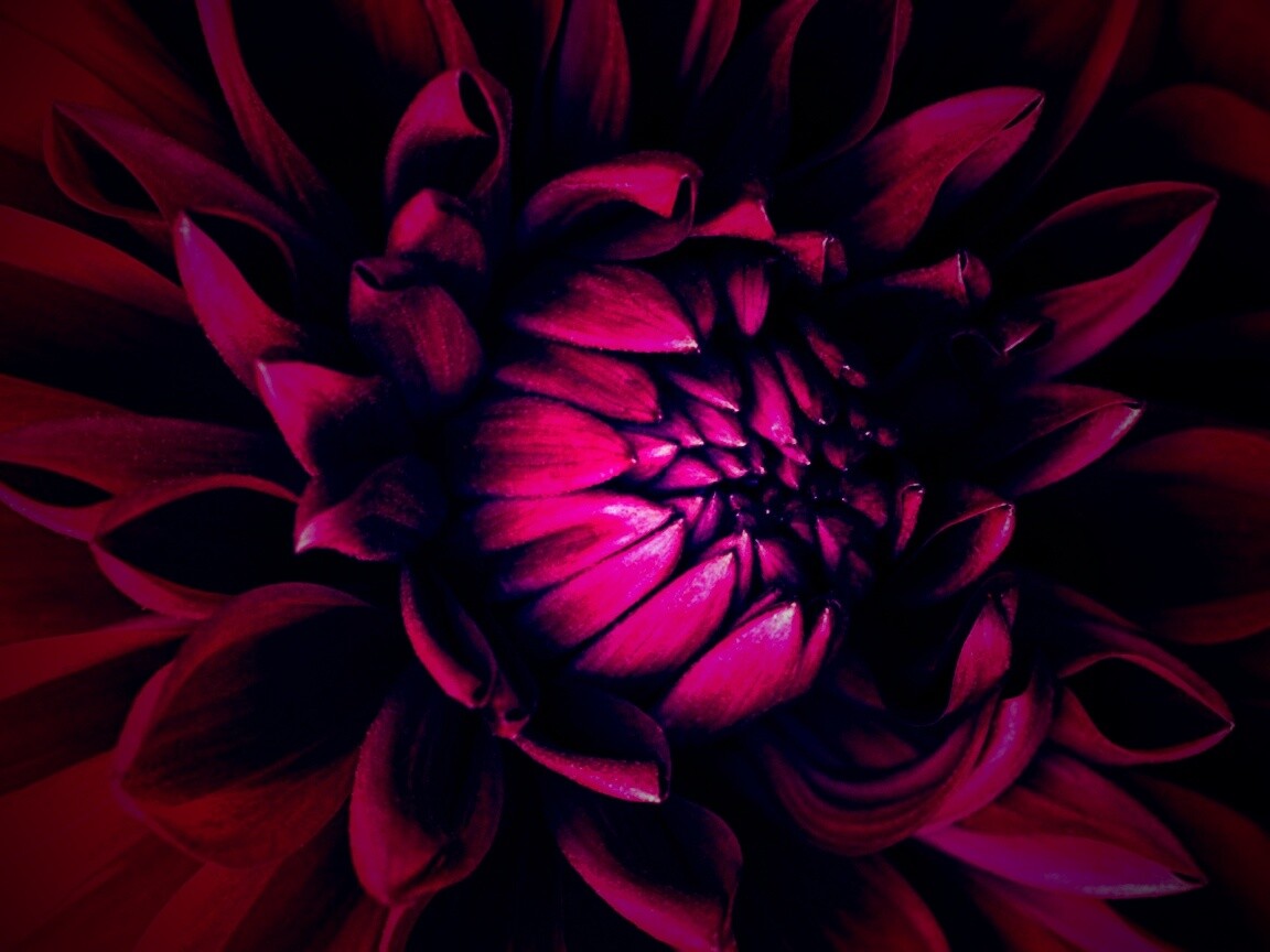 Цветок обои