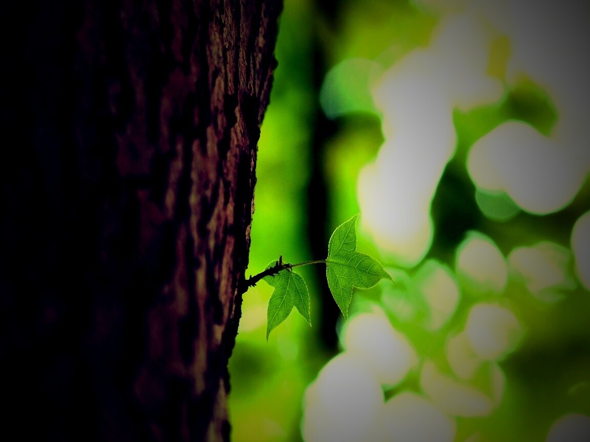 Листок на стволе дерева обои