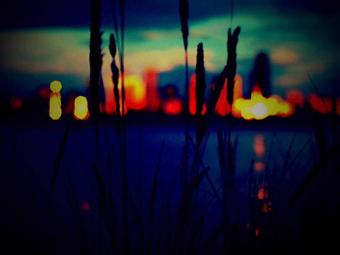 Камыш на фоне вечерних огней обои
