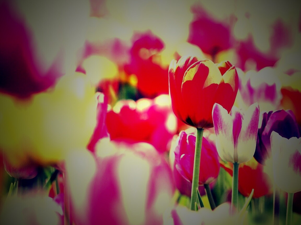 Красивые тюльпаны обои