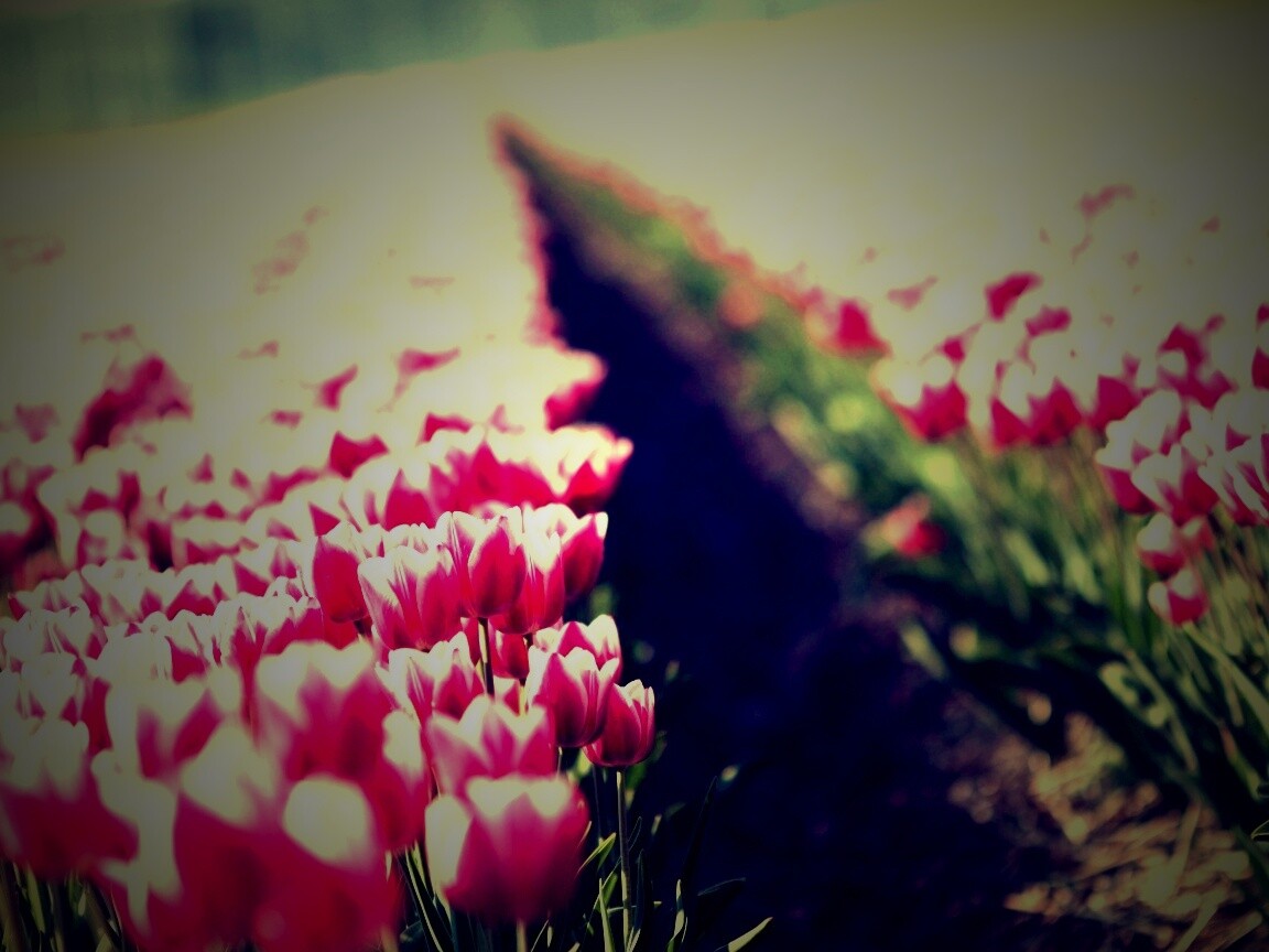 Тропинка в поле розовых тюльпанов обои