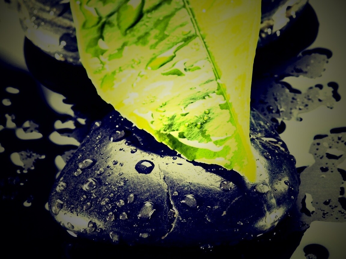 Зеленый лист на черных камнях обои