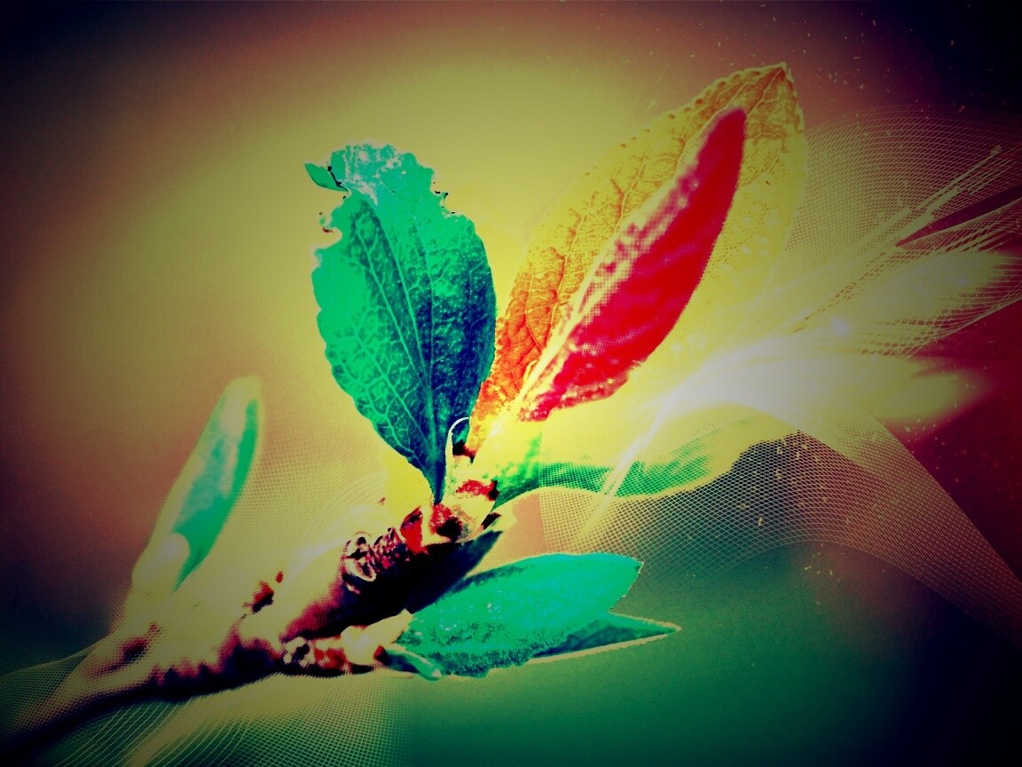 Разноцветные листья обои