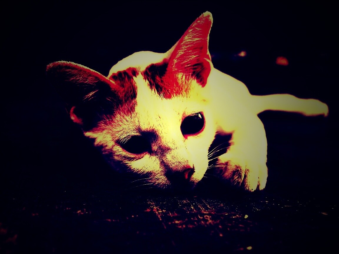 Белый кот на черном полу обои