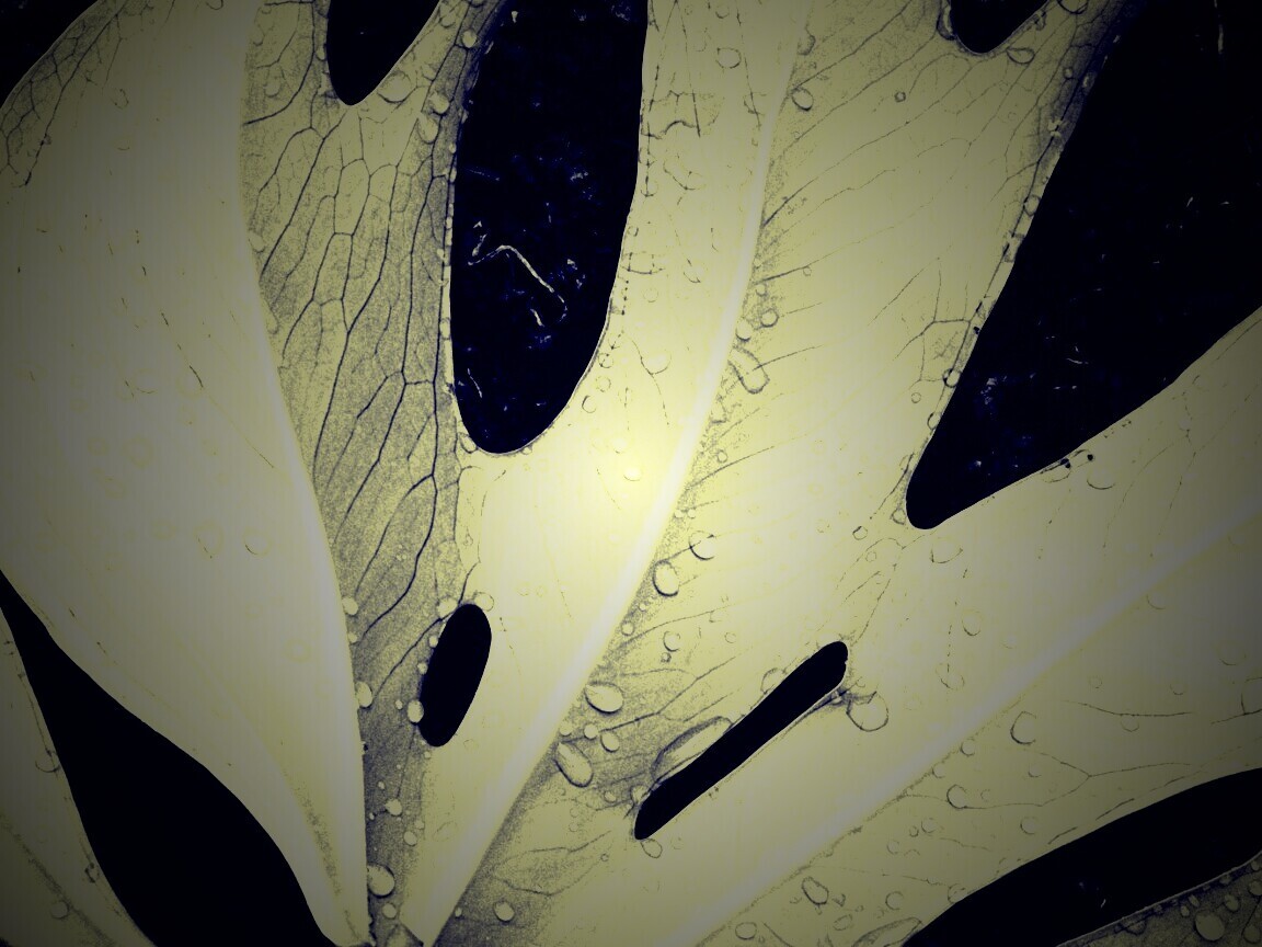 Белый лист обои