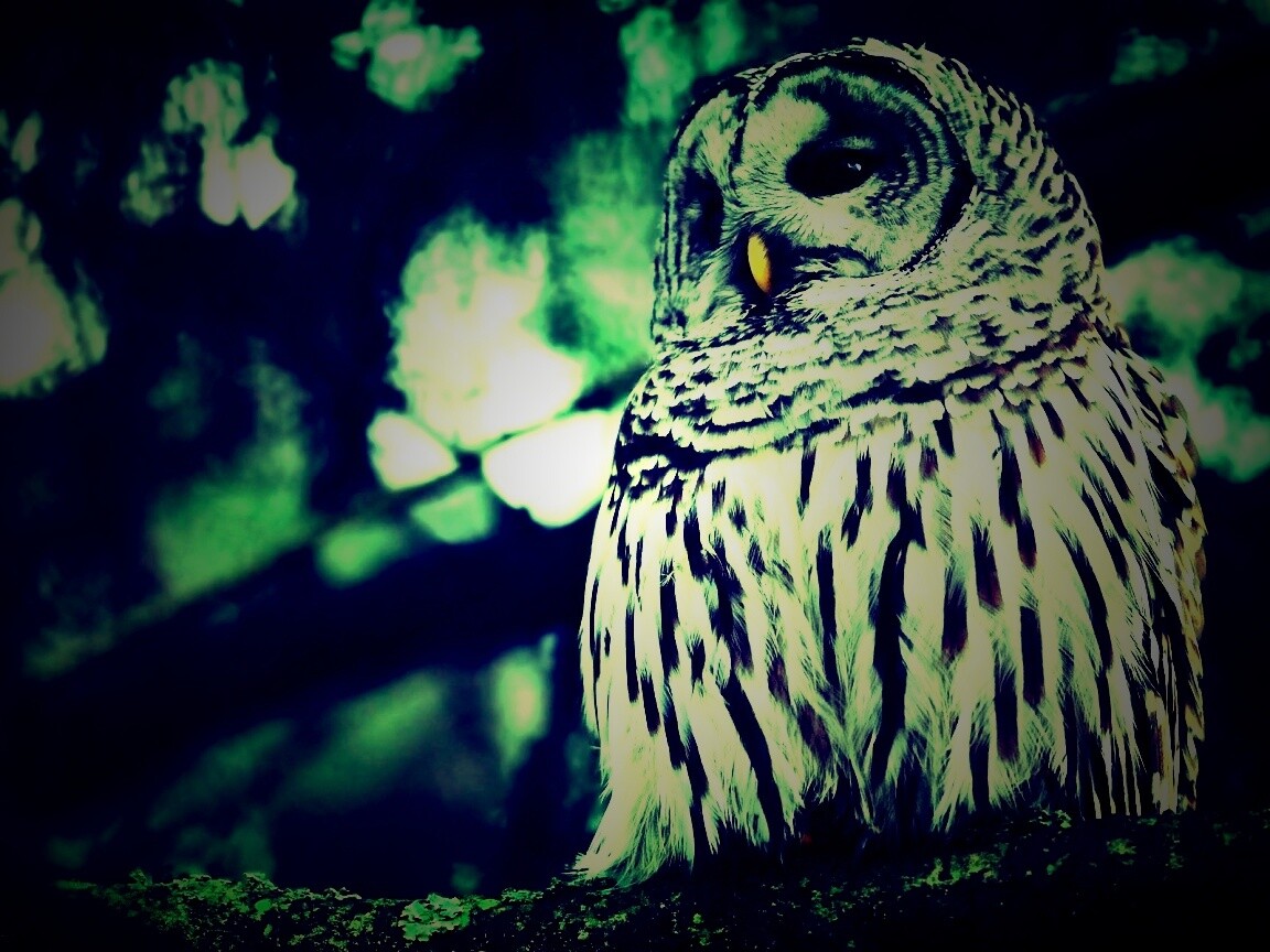 Сова на ветке обои