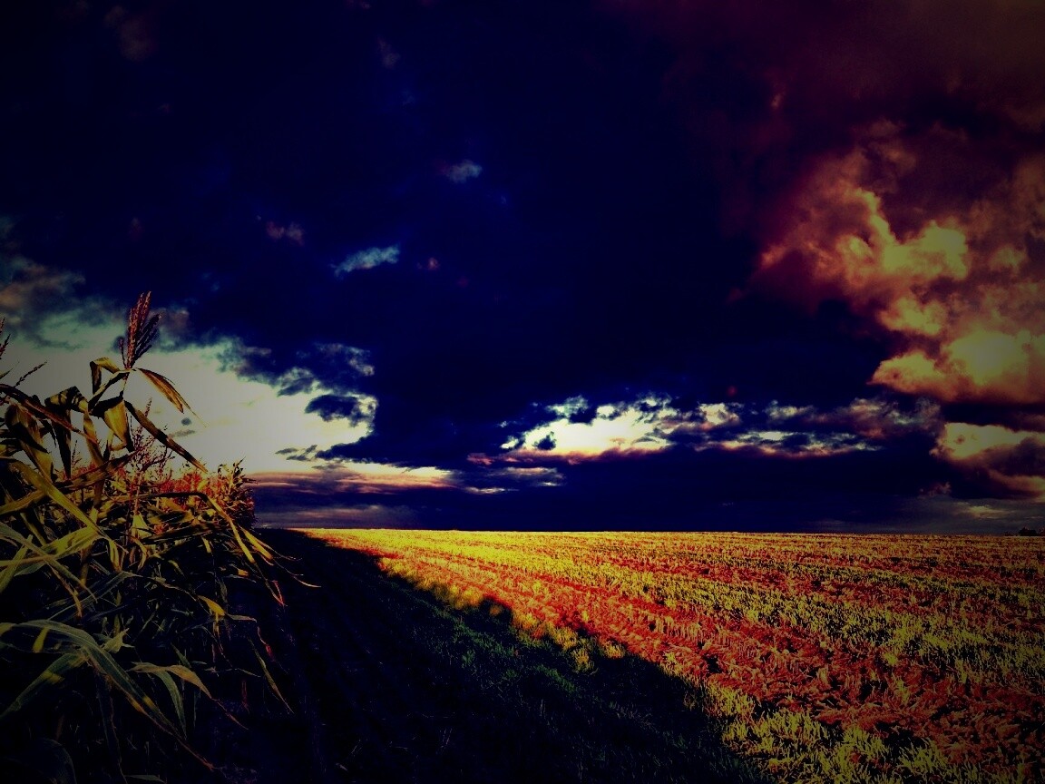 Кукурузное поле обои