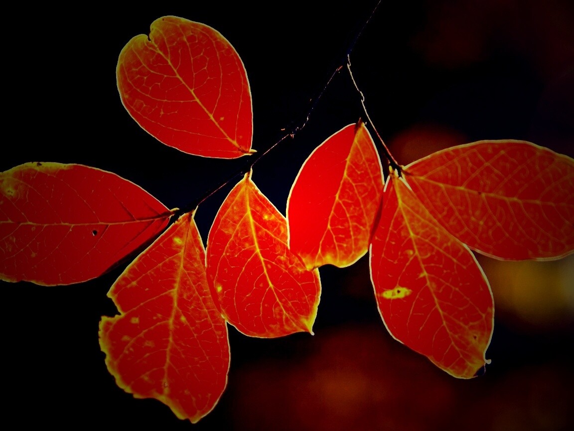 Ветка с оранжевыми листьями обои