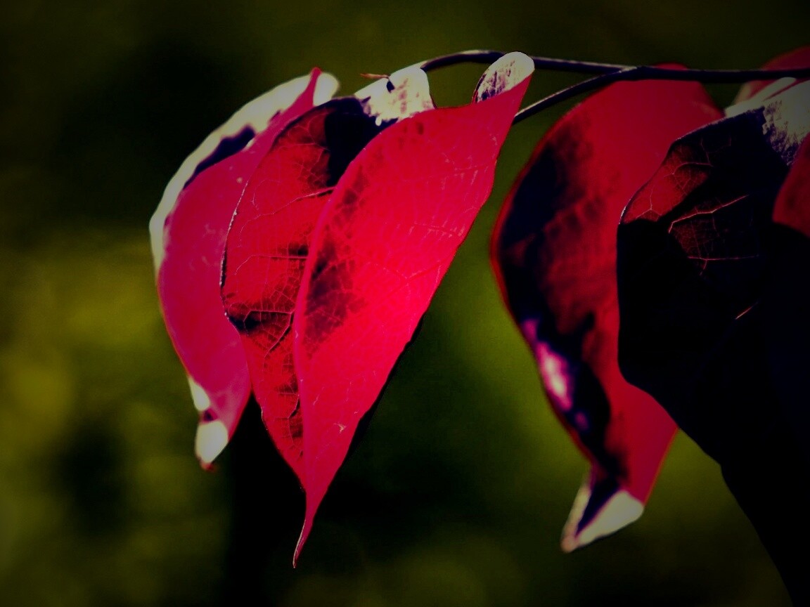 Ветка красных листьев обои