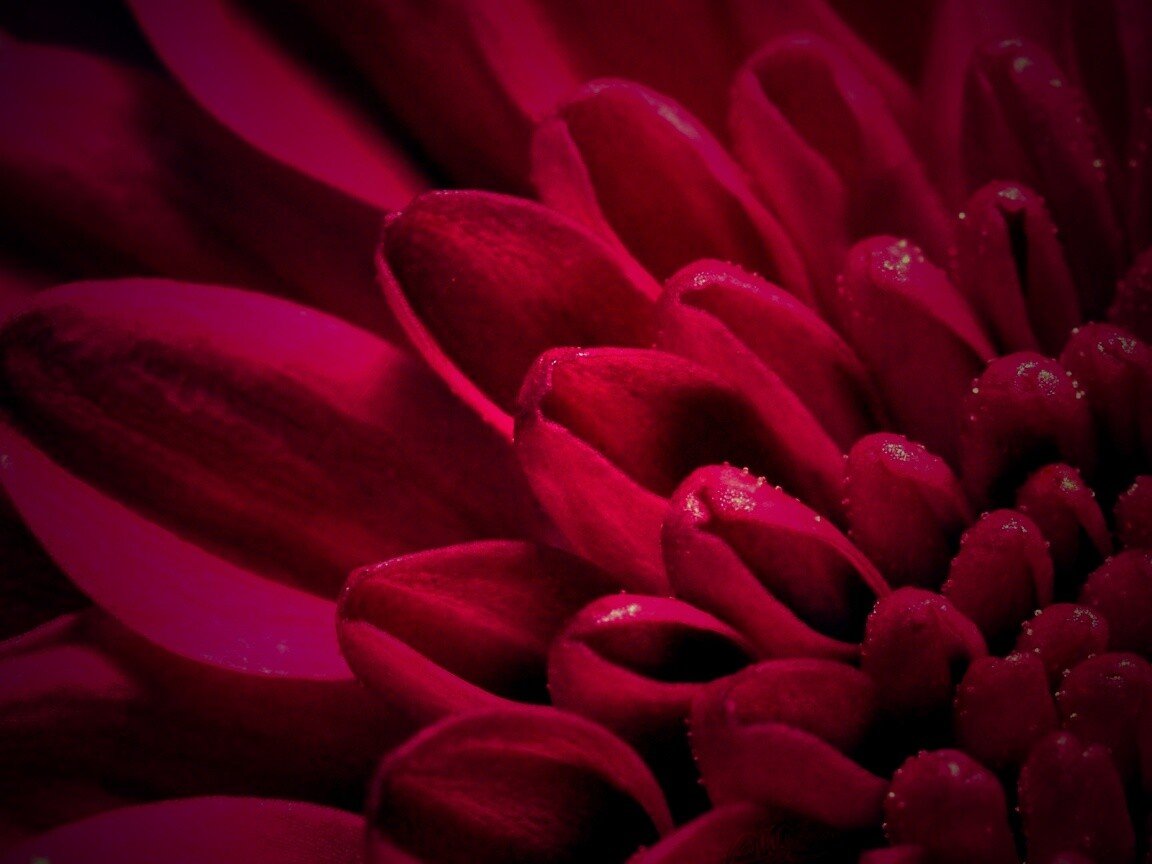 Лепестки хризантемы обои