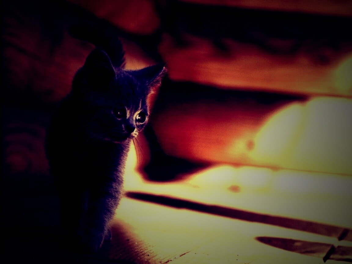 Маленький дымчатый котенок обои